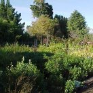 Young plants at the nursery. Cambridge Tree Trust